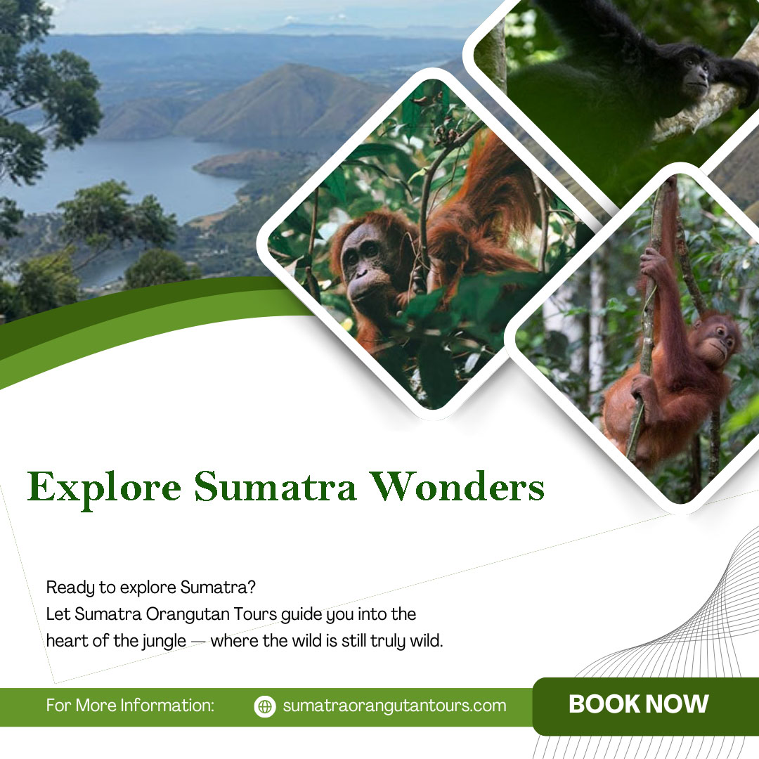 Explore Sumatra Wonders – Ethical Orangutan Trekking in Bukit Lawang
