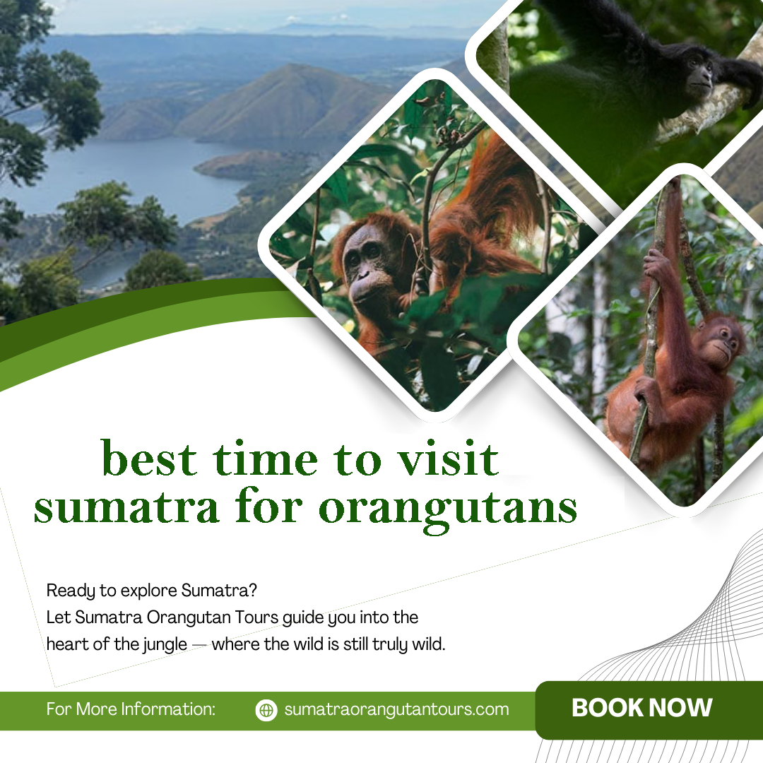 best time to visit sumatra for orangutans