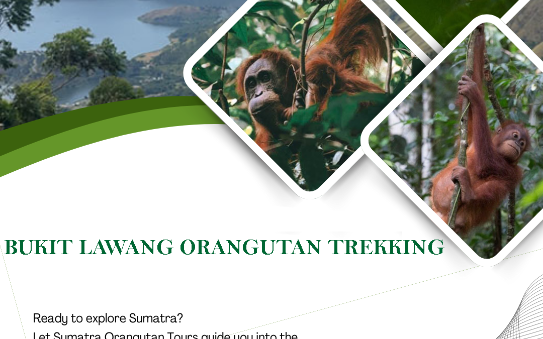 What is Bukit Lawang Orangutan Trekking?