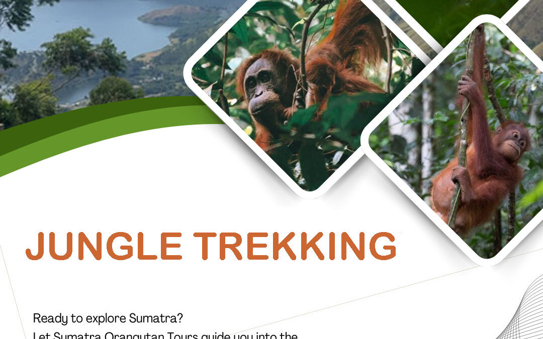 JUNGLE TREKKING in bukit lawang