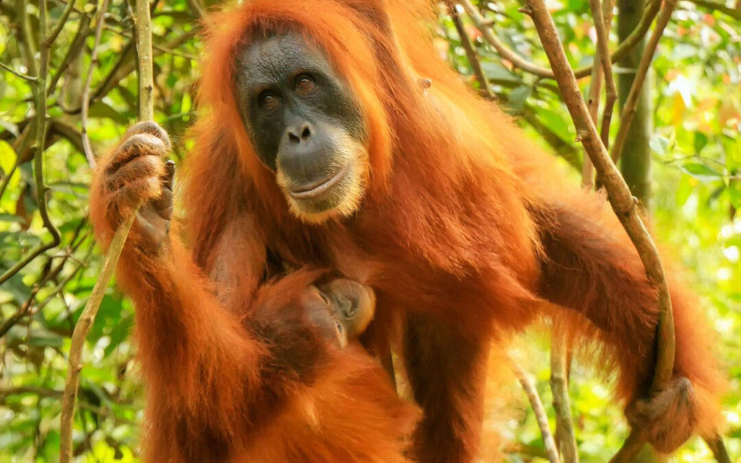 Best Place to See Orangutans in Sumatra Jungle Trekking 2026