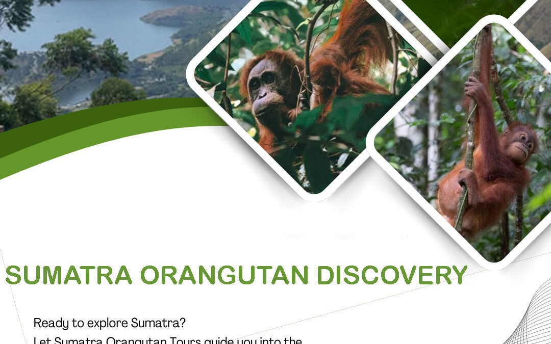 Sumatra Orangutan Discovery in Bukit Lawang rainforest