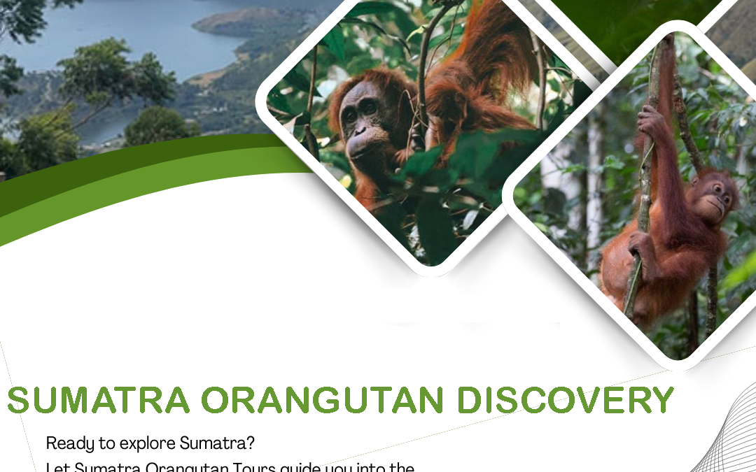 Discover ethical jungle trekking in Bukit Lawang and see wild orangutans in Gunung Leuser National Park with expert local guides.