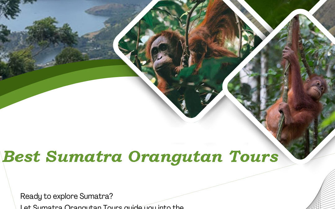 Tourists watching wild orangutans during a Sumatra orangutan trekking tour in Bukit Lawang