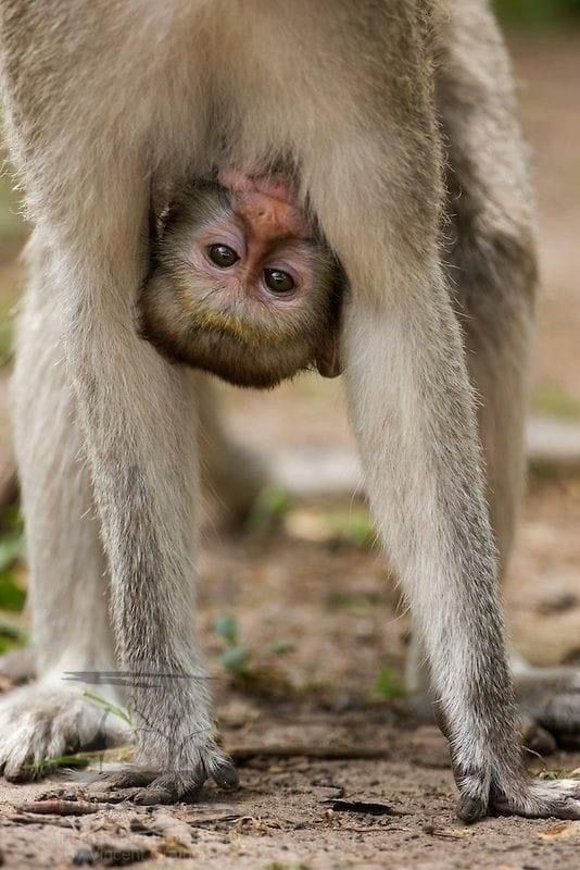monkey