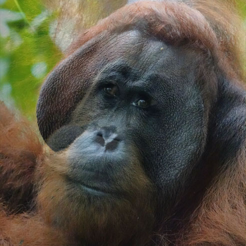 Explore Sumatra Adventure - Orangutan Trekking and Jungle Tours in Bukit Lawang Sumatra