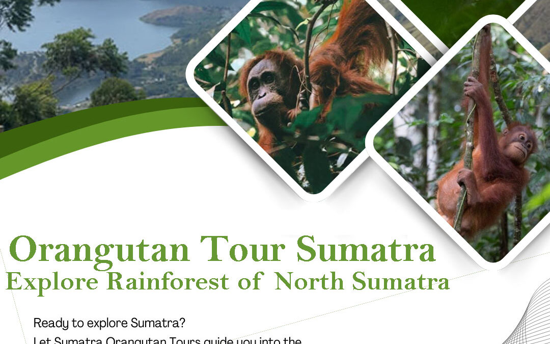 Orangutan Tour Sumatra in Bukit Lawang rainforest North Sumatra