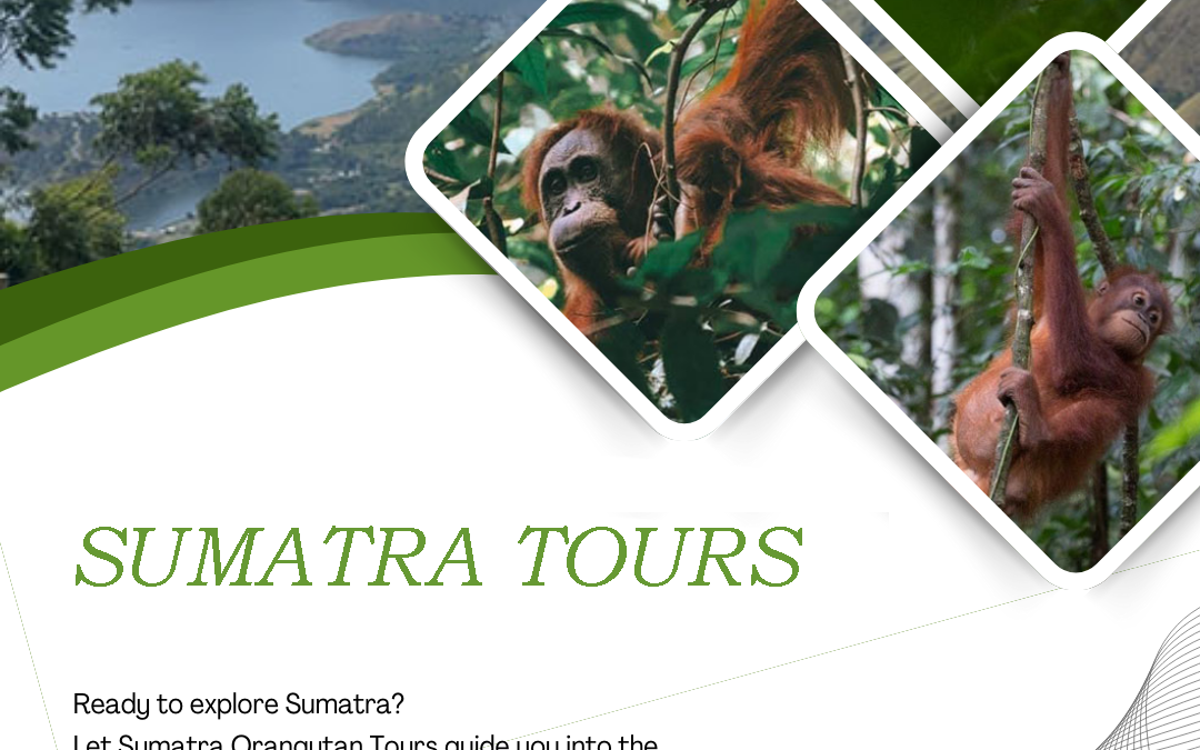 Sumatra Tours featuring orangutan trekking in Bukit Lawang rainforest, North Sumatra