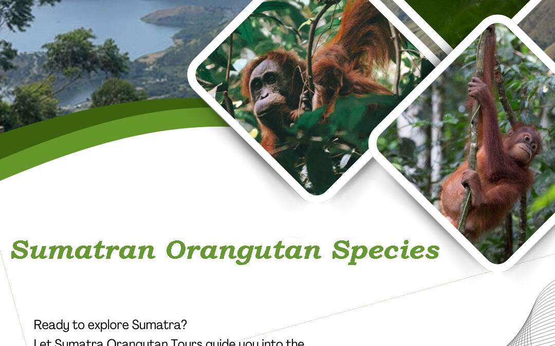 Wild Sumatran orangutan species sitting in a rainforest tree in Bukit Lawang Sumatra