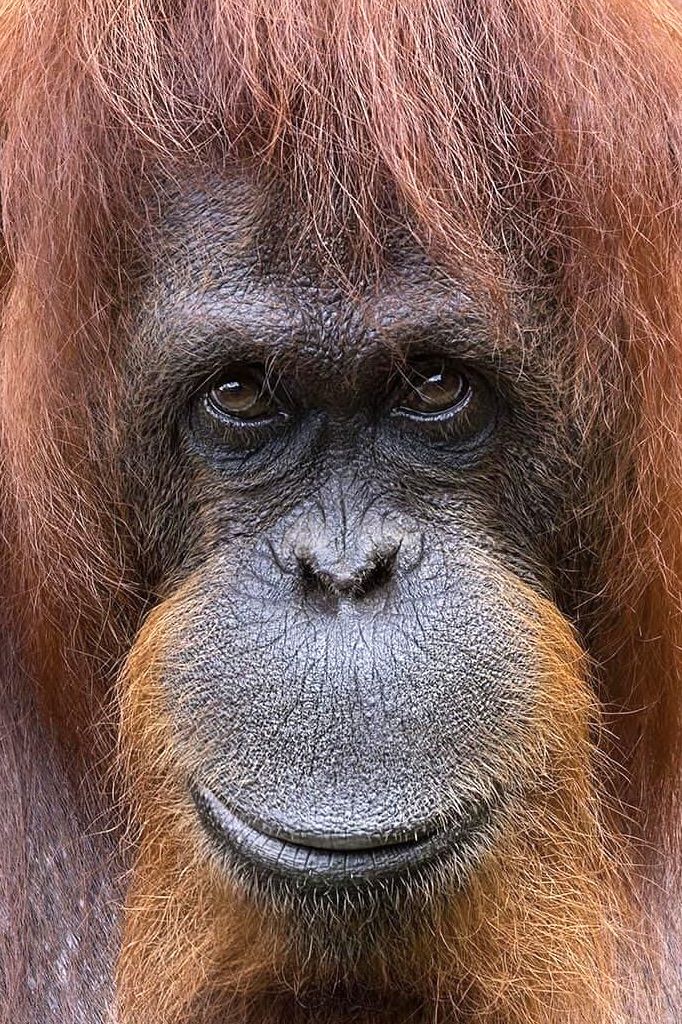 Sumatra orangutan