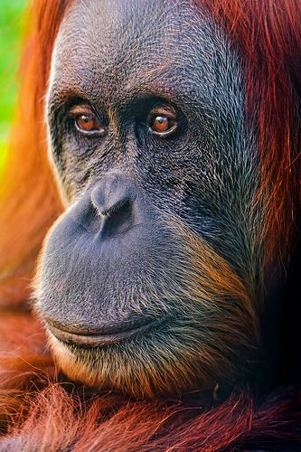 Sumatra orangutan trekking