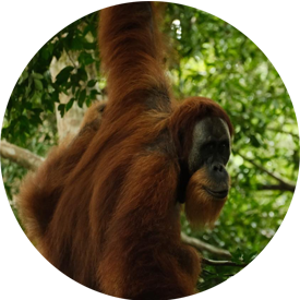 orangutan big sumatra