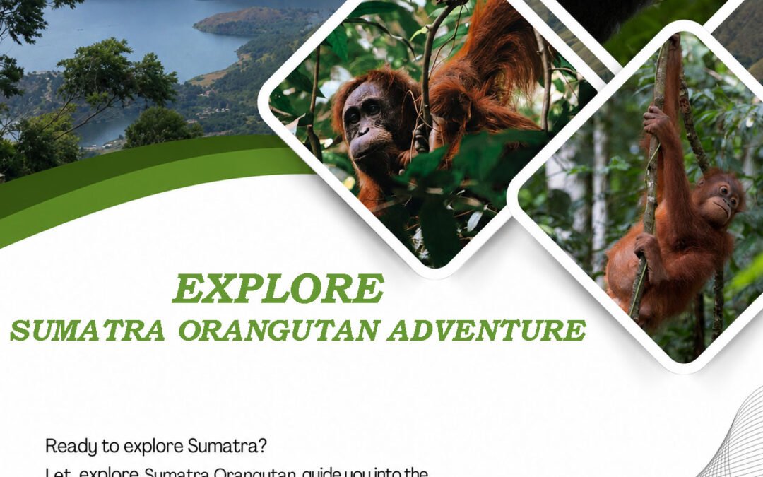 Explore Sumatra Adventure Orangutan in Bukit Lawang Jungle Trekking – The Ultimate Rainforest Experience