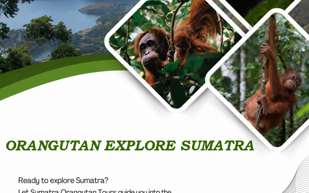 Orangutan Explore Sumatra | Discover the Wild Heart of Gunung Leuser National Park