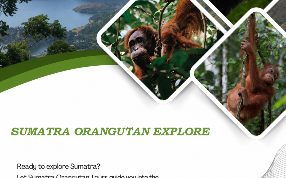 Sumatra Orangutan Explore ethical jungle trekking in Bukit Lawang, North Sumatra