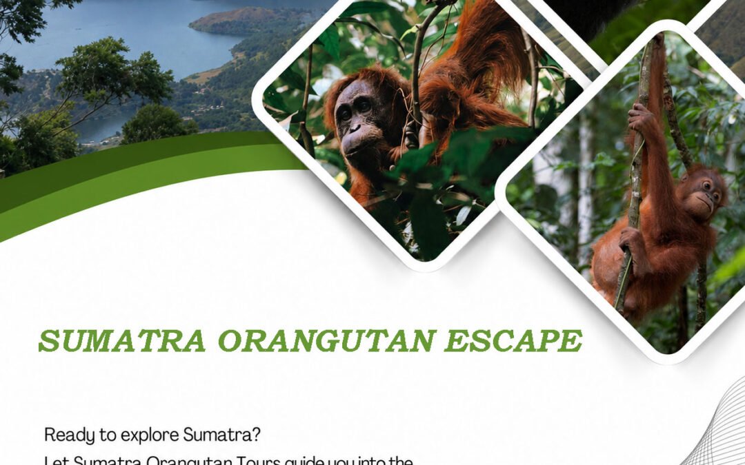 Sumatran Orangutan Escape | The Ultimate Orangutan Adventure in Bukit Lawang