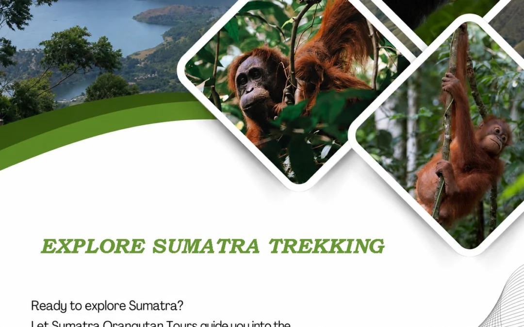 Explore Sumatra Trekking | Ethical Jungle & Orangutan Adventure