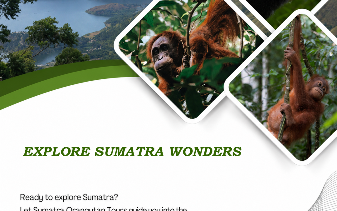 Explore Sumatra Wonders - Orangutan trekking in Gunung Leuser National Park