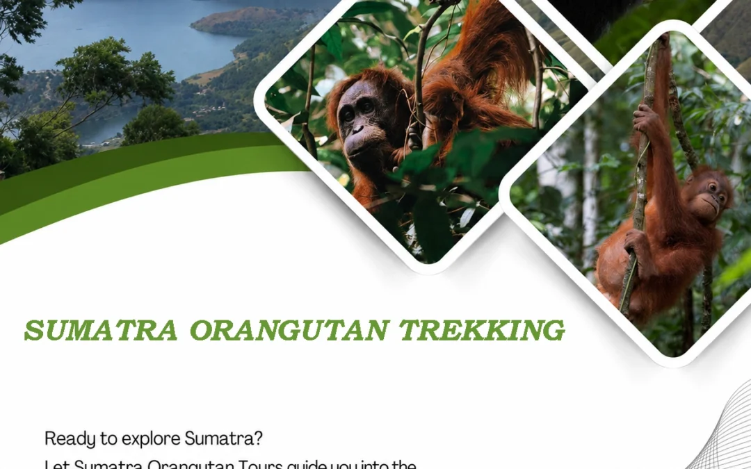 Sumatra orangutan trekking in Bukit Lawang rainforest