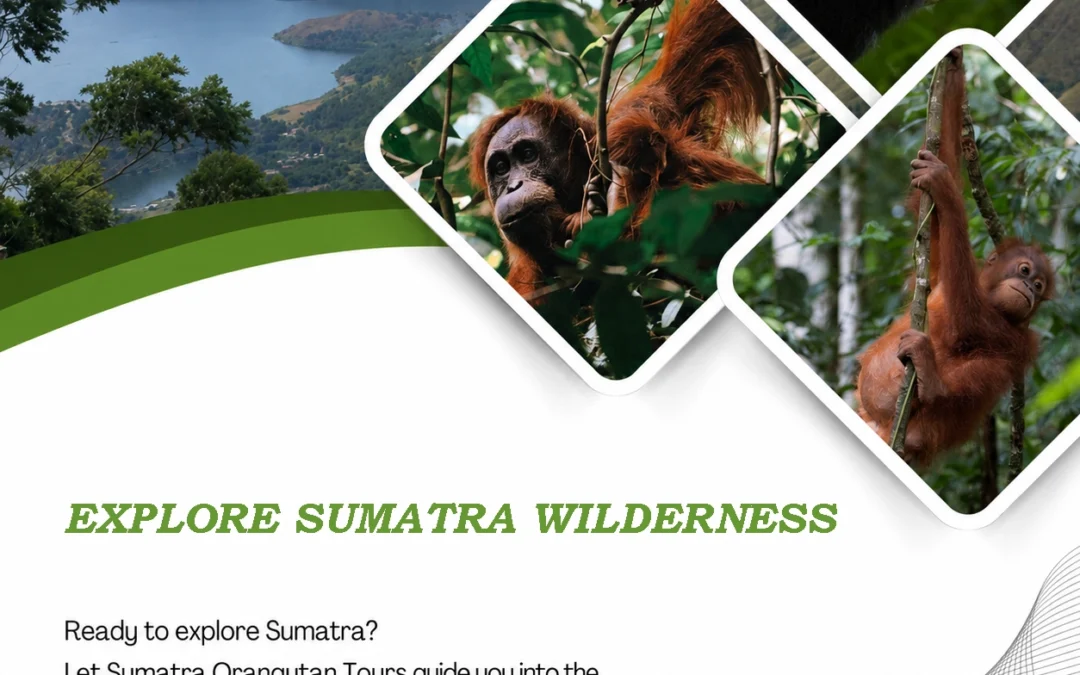 Explore Sumatra Wilderness | Jungle Trekking, Wildlife & Rainforest Adventures