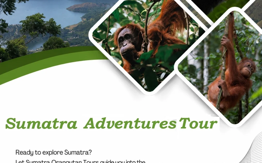 Sumatra Adventures Tour | Explore Orangutan, Rainforests and Wild Sumatra