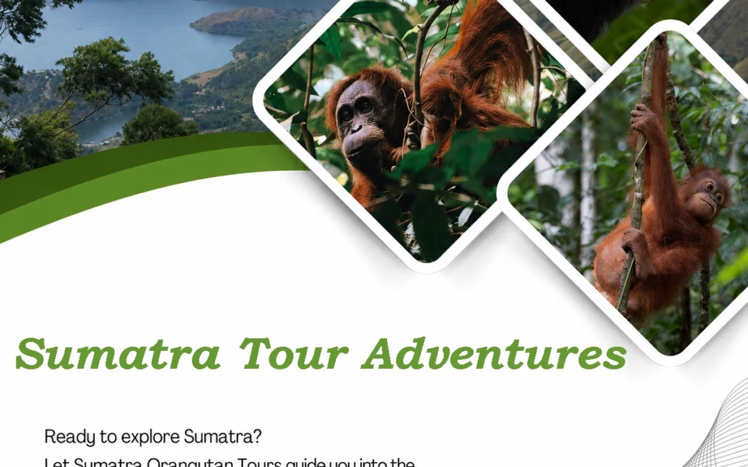 Sumatra Tour Adventures | Explore Orangutan, Rainforests and Wild Sumatra