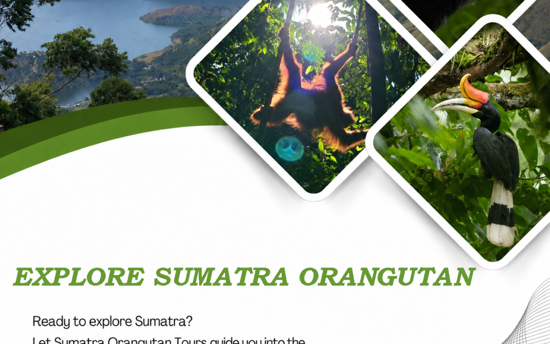 Explore Sumatra Orangutan | Discover the Wild Heart of Sumatra
