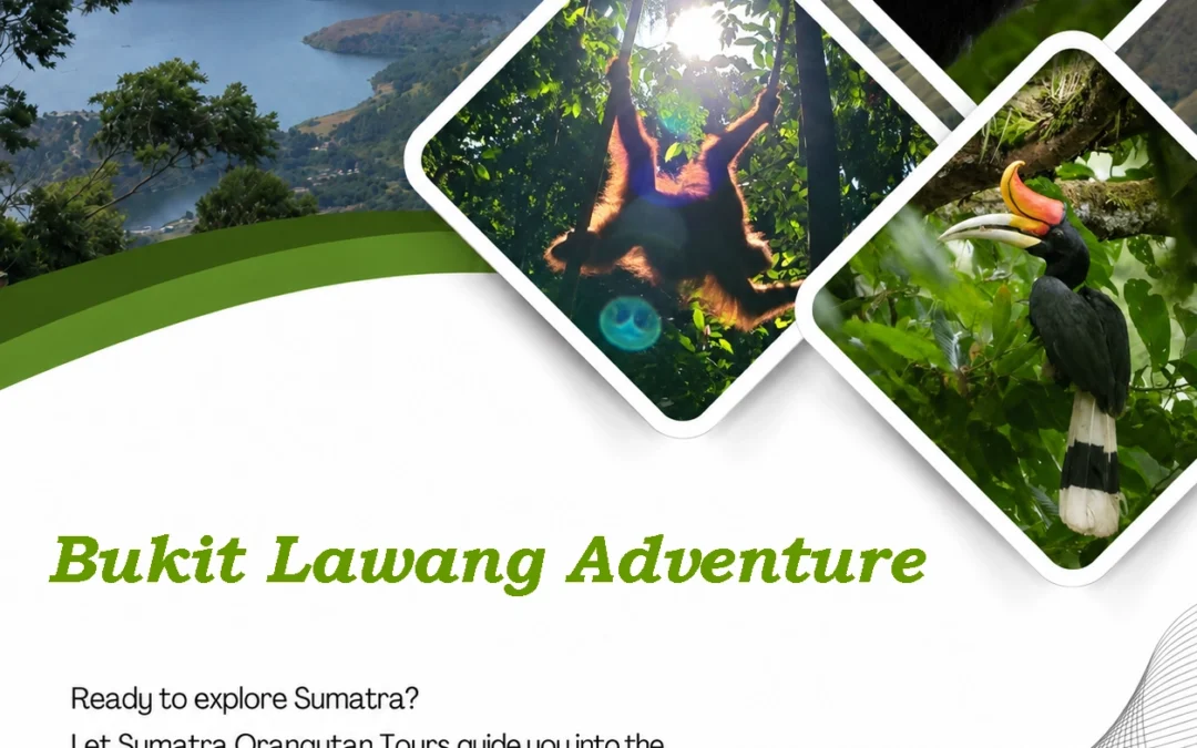 Bukit Lawang Adventure | Ethical Orangutan Trekking in the Sumatra Rainforest