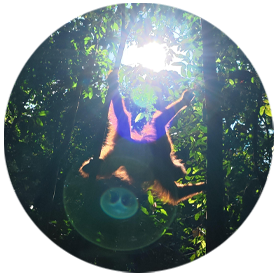 Orangutan in the Sumatra jungle
