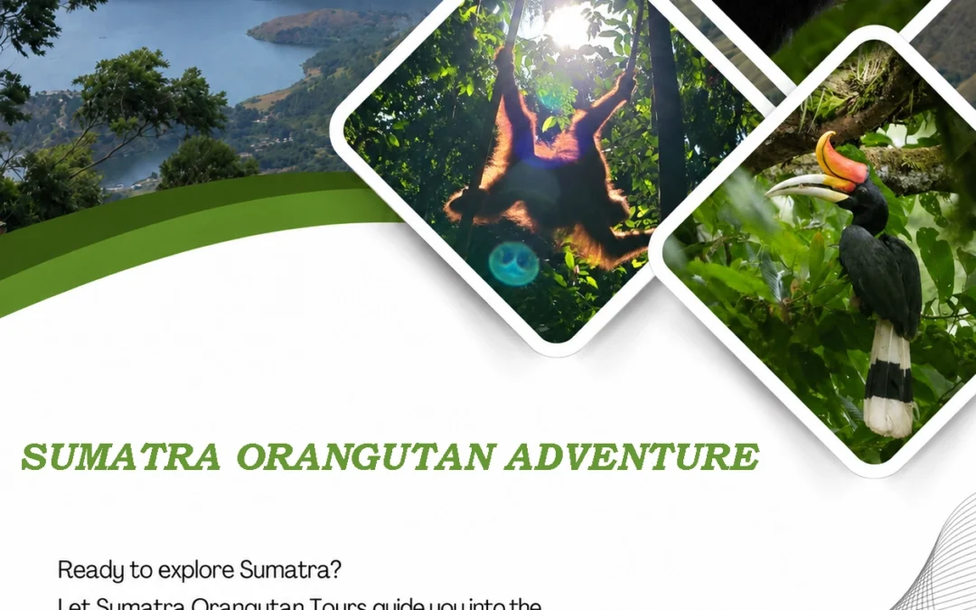 Sumatra Orangutan Adventure | Discover the Wild Heart of Bukit Lawang