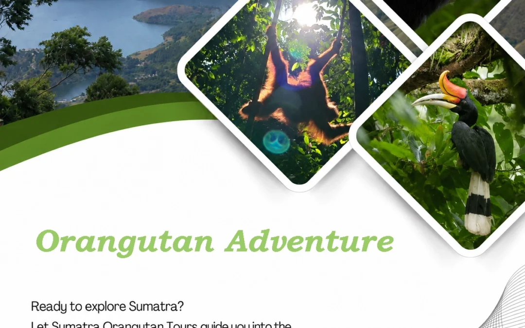 Orangutan Adventure in Sumatra | Ethical Jungle Trekking in Bukit Lawang
